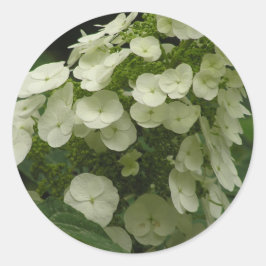 Aufkleber für Hydrangea (Hydrangea quercifolia)