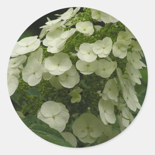 Aufkleber für Hydrangea (Hydrangea quercifolia) (Vorderseite)
