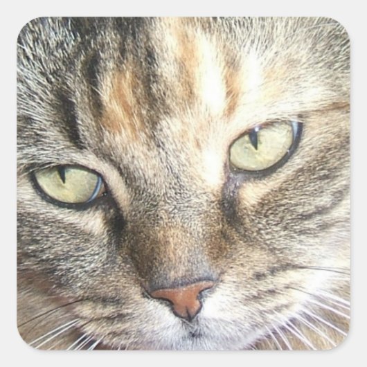 Aufkleber für Katzenaugen (Vorderseite)