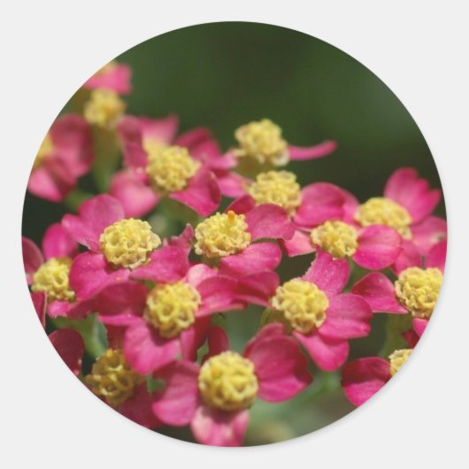 Aufkleber für kleine Blume (Vorderseite)