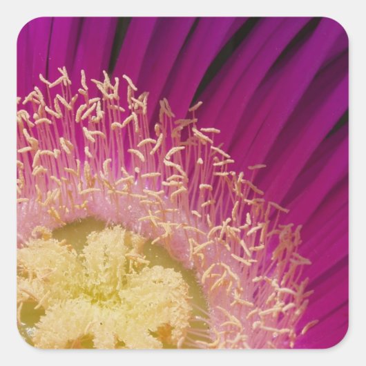 Aufkleber für lebendige Blume (Vorderseite)