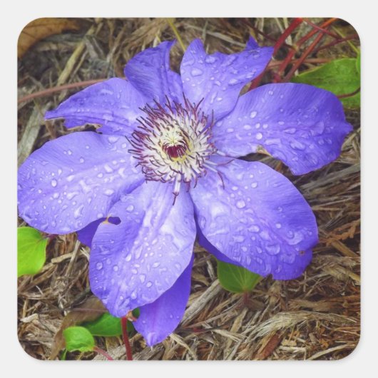 Aufkleber für lila Blume (Vorderseite)