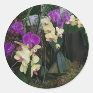 Aufkleber für lila und gelbe Orchids