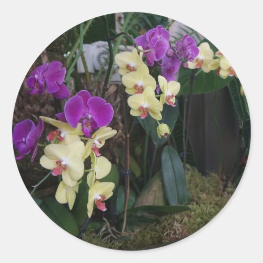 Aufkleber für lila und gelbe Orchids (Vorderseite)