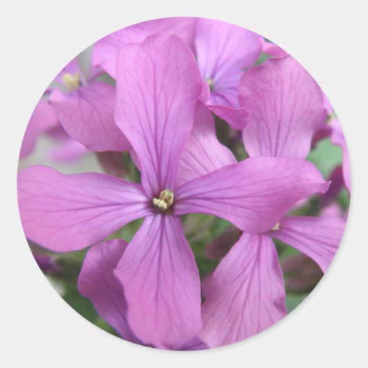Aufkleber für lila Wildblumen (Vorderseite)