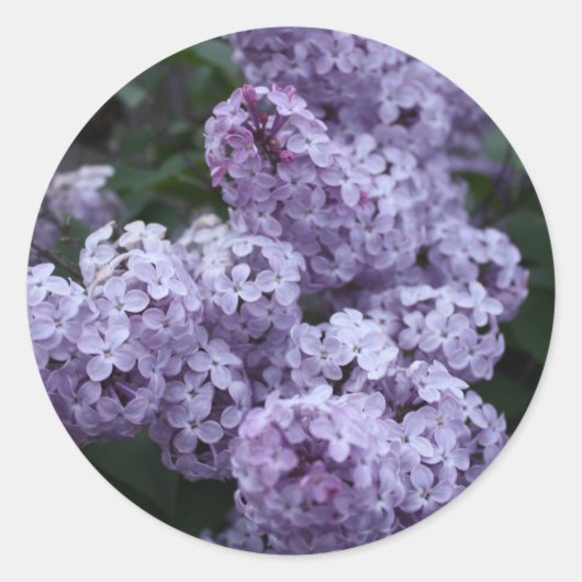 Aufkleber für Lilac-Blume (Vorderseite)