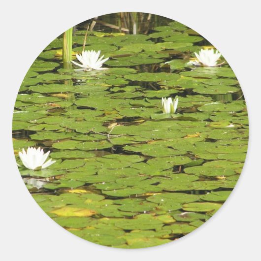 Aufkleber für Lily-Pads (Vorderseite)