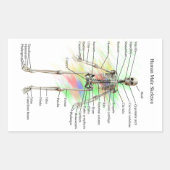Aufkleber für männliche Skelette (Vorderseite)