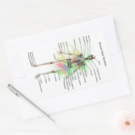 Aufkleber für männliche Skelette (Umschlag)