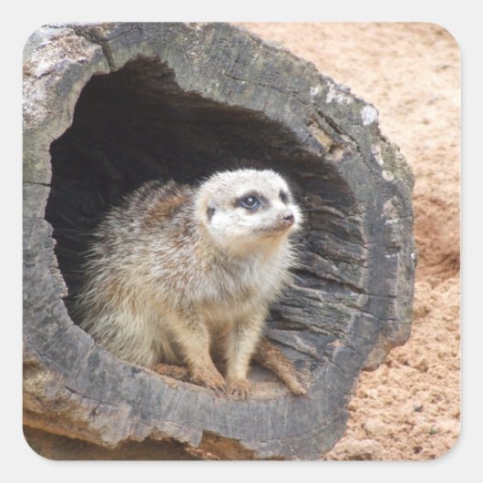 Aufkleber für Meerkat - Quadrat (Vorderseite)