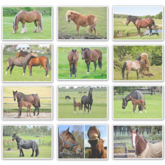 Aufkleber für Pferde (oder IHRE Fotos) (Vorderseite)