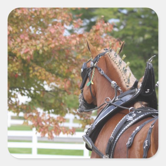 Aufkleber für Pferde vom belgischen Entwurf (Vorderseite)