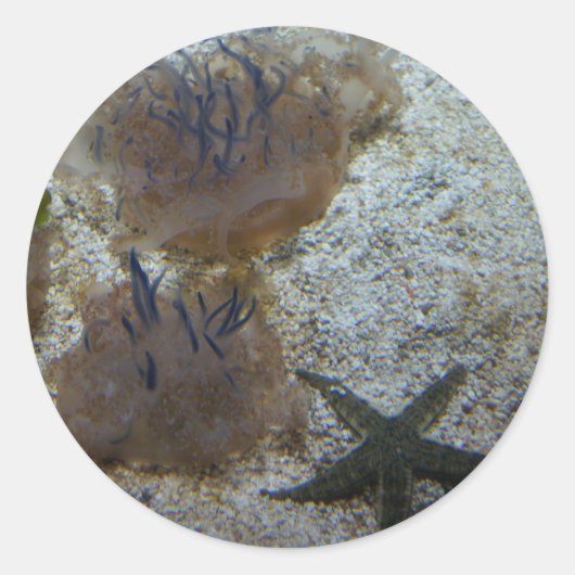 Aufkleber für Quallen (Vorderseite)