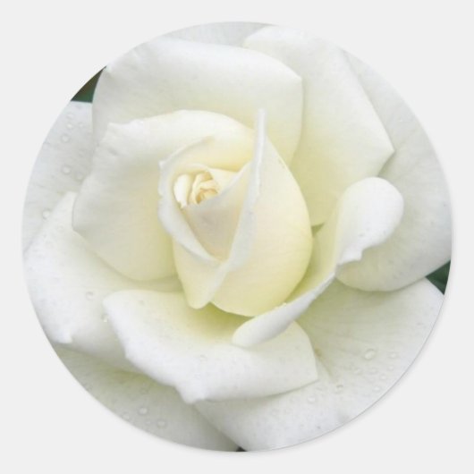 Aufkleber für Rose (Vorderseite)