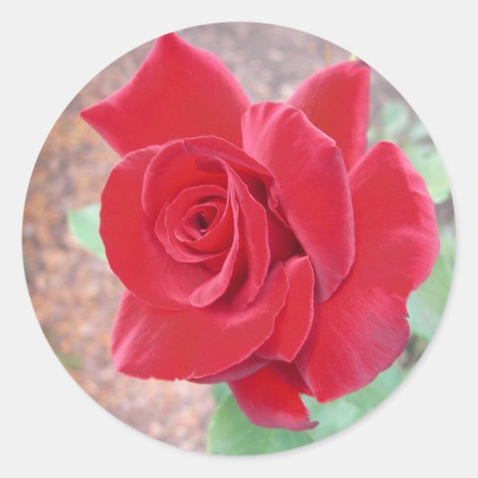 Aufkleber für rote Rosen (Vorderseite)