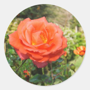Aufkleber für rote Rosen