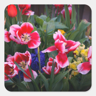 Aufkleber für rote und weiße Tulips