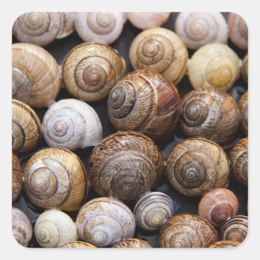 Aufkleber für Schnecken-Muscheln (Vorderseite)
