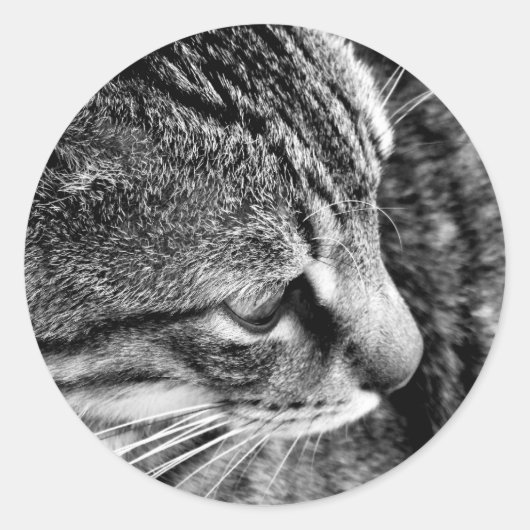 Aufkleber für Schwarz-Weiß-Katzen (Vorderseite)