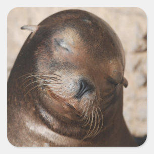 Aufkleber für Seelöwe