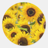 Aufkleber für Sonnenblumen-Umschlag Aufkleber (Vorderseite)