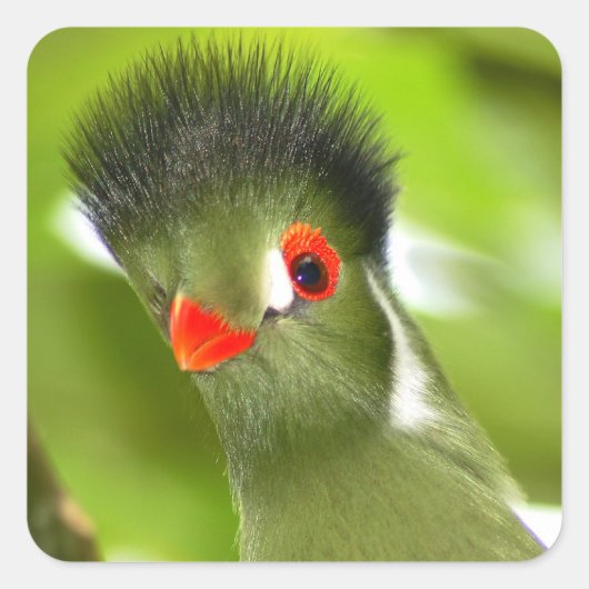 Aufkleber für tropengrüne Vögel (Vorderseite)