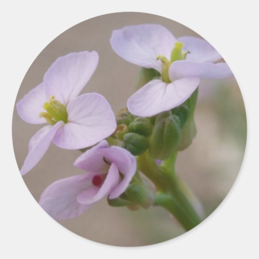 Aufkleber für violette Blumen (Vorderseite)