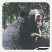 Aufkleber für wachsende Bären (Vorderseite)