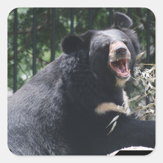 Aufkleber für wachsende Bären (Vorderseite)