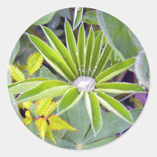 Aufkleber für wassergefüllte Lupine-Blätter (Vorderseite)