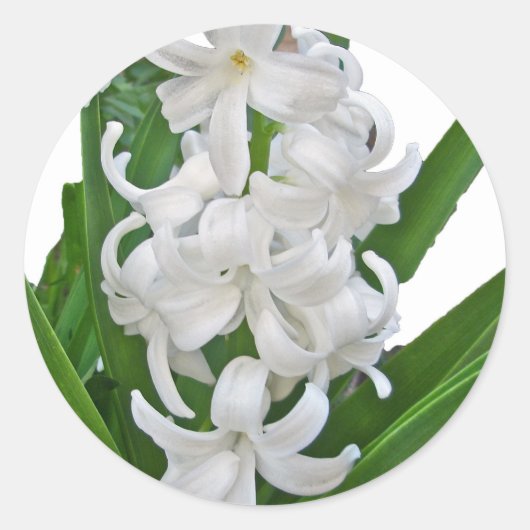 Aufkleber für weiße Hyacinths (Vorderseite)