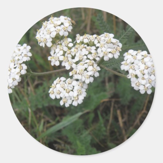 Aufkleber für weiße Wildblumen (Vorderseite)