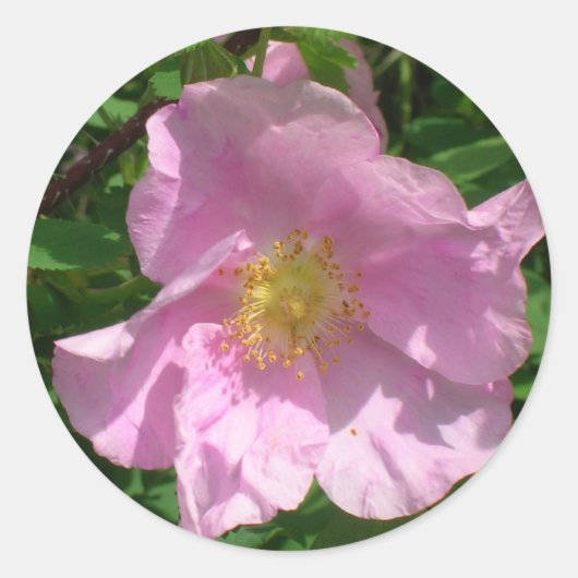 Aufkleber für wild lebende Rose (Vorderseite)
