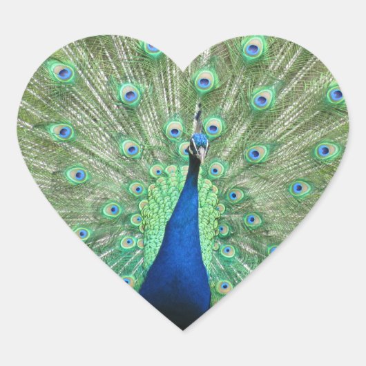 Aufkleber (hrt) - Pfau (Vorderseite)