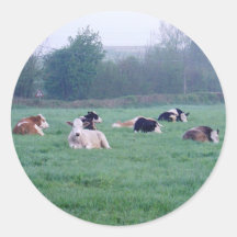 Aufkleber - Kühe - farbig