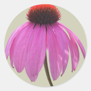 Aufkleber - Lila Blume - Echinacea