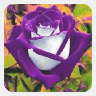 Aufkleber mit einer lila und weißen Rose