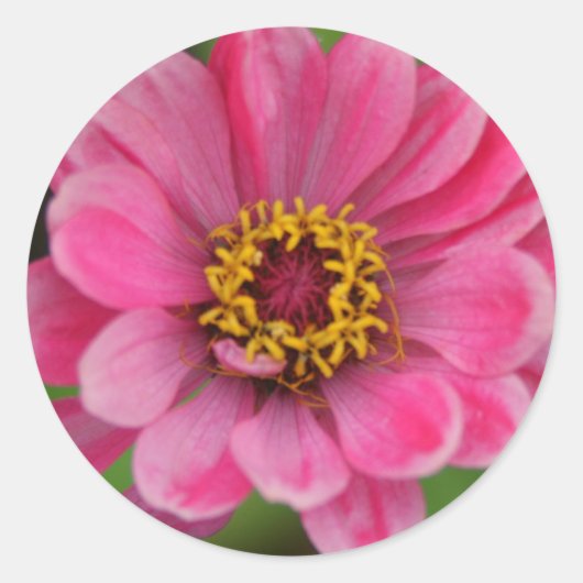 Aufkleber mit rosa Blume (Vorderseite)