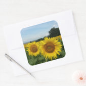 Aufkleber mit Sonnenblumenfeld (Umschlag)