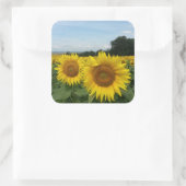 Aufkleber mit Sonnenblumenfeld (Tasche)
