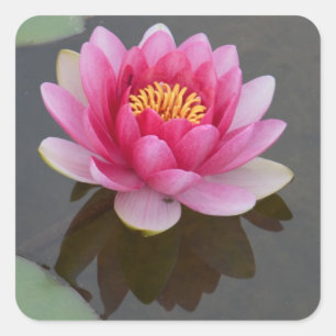 Aufkleber mit Wasserliliendesign