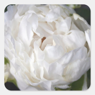 Aufkleber mit weißem Peony Floral Fotografy Squar