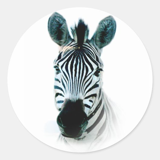 Aufkleber mit Zebra-Kopfportrait in Afrika (Vorderseite)