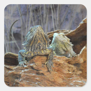 Aufkleber mit zwei seltsamen Eidechsen