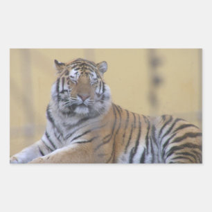 Aufkleber rechteckig, Tiger