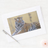 Aufkleber rechteckig, Tiger (Umschlag)