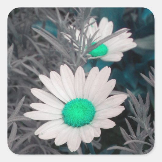 Aufkleber von White Shasta Daisy (w/Aqua) (Vorderseite)