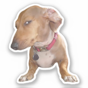 Aufkleberseite Auge Dog Meme Aufkleber