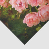 Aufkommendes Rosen-Geschenk-Gewebe Seidenpapier (Ausschnitt)