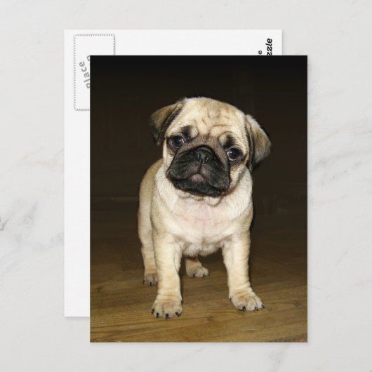 Aufmerksam Pug Postcard Postkarte (Vorne/Hinten)